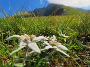 SENTIERO DEI FIORI da Capanna 2000 al Passo di Gabbia -22lu25- FOTOGALLERY